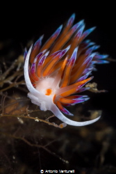 Beauty of Cratena nudibranch_2022
(Canon100,1/200,f22,is... by Antonio Venturelli 